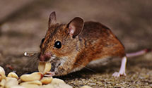 24 Hour & Emergency Exterminators in Alpine, TN